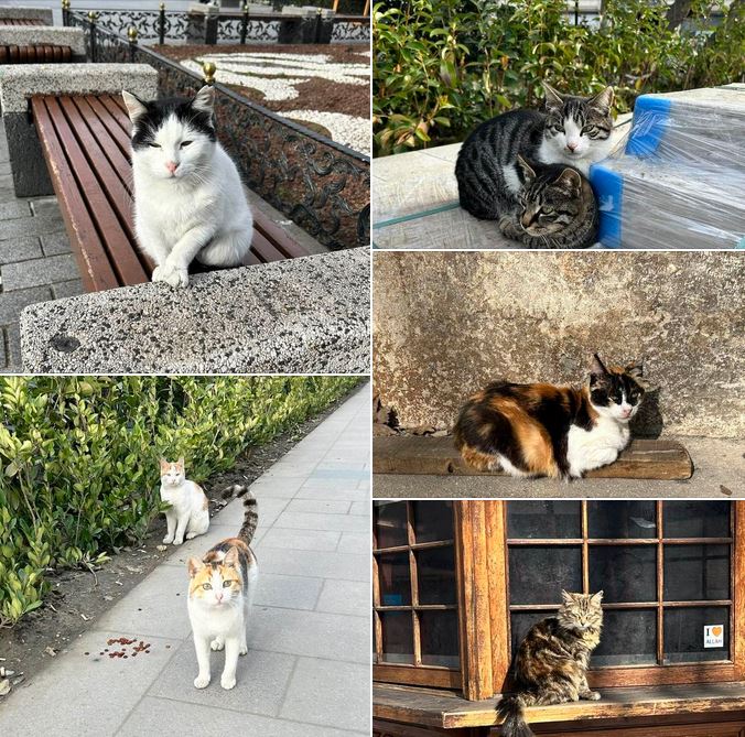 Istanbul-street-cats [Amin]