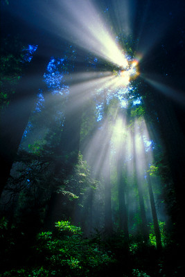Sunlight Filtering Through Dense Forest Foliage []