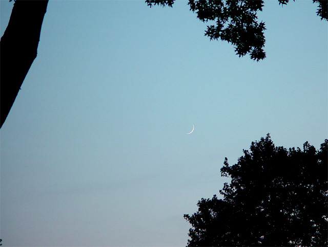 Roselle Park, New Moon [Abrp722]
