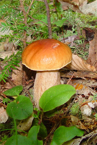 Mushroom, NH [Abrp722]
