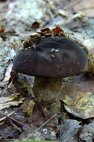 Mushroom, NJ [Abrp722]