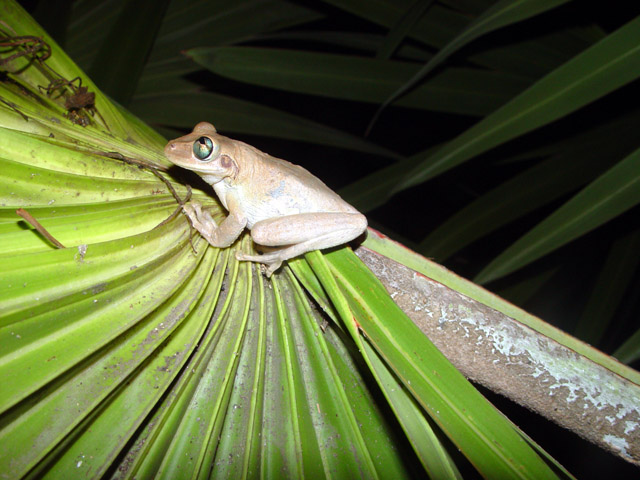 Dominican Republic, a frog [abrp722]
