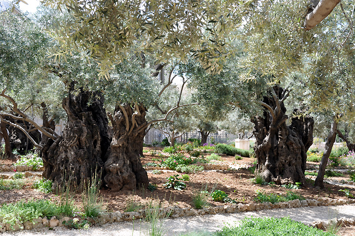 Garden of Gethsemane [Abrp722]
