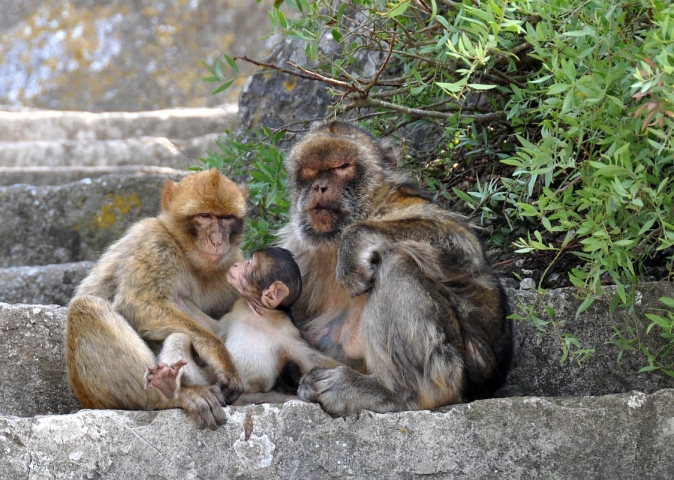 Barbary macaques in Gibraltar [Abrp722]