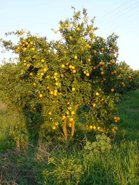 апельсиновое дерево.jpg [Фа Лэ]