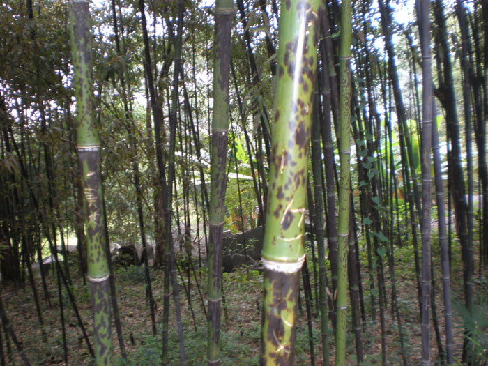 Крапчатый бамбук [Головачёва Л И, окт 2010]