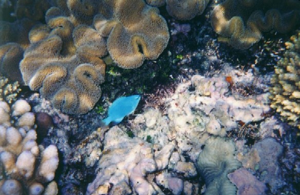 Интересно шнырять рыбешкам среди коралов []