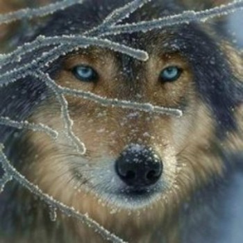 Волк - одиночка — Art-Картинки | fitdiets.ru