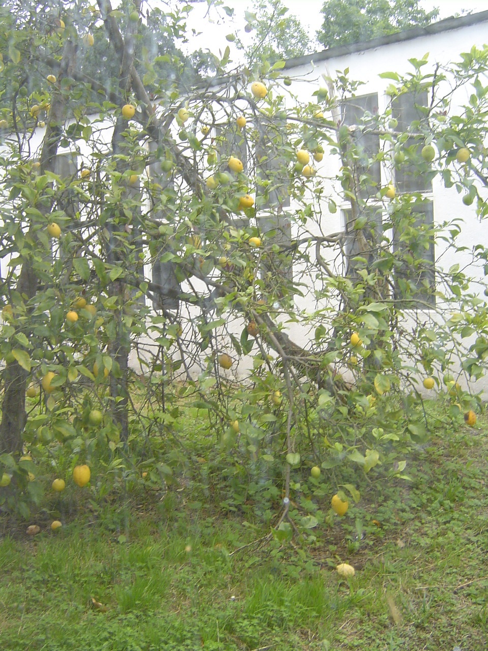И такое лимонное дерево, не вписывающееся ни в какие рамки!!!! Во дворе фабрики. []